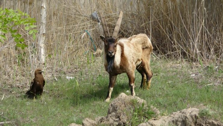 Van’da 400 yaban hayvanı tedavi edildi, yüzde 60’ı doğaya döndü
