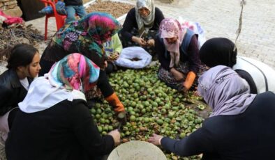 Van’ın Çatak ilçesinde ceviz hasadı başladı