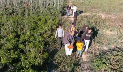 Vatandaşlar pahalı sebzeye çözümü tarlada buldu