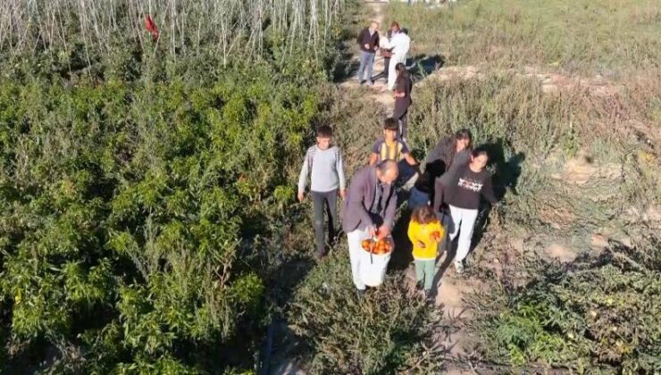 Vatandaşlar pahalı sebzeye çözümü tarlada buldu