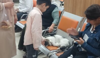 Diyarbakır’da Diş Hastanesinin Tombiş Kedisi ilgi odağı