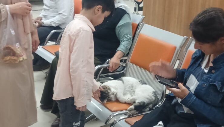 Diyarbakır’da Diş Hastanesinin Tombiş Kedisi ilgi odağı