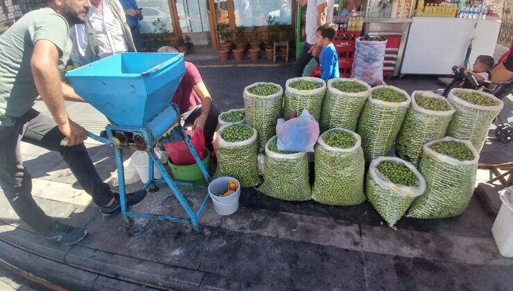 Diyarbakır’da taze zeytin zamanı başladı