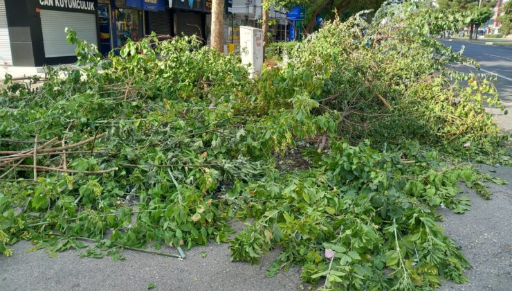 Budanan ağaç dalları yol kenarlarına terk ediliyor