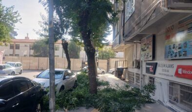 Diyarbakır’da ağaç budama mevsimi geldi