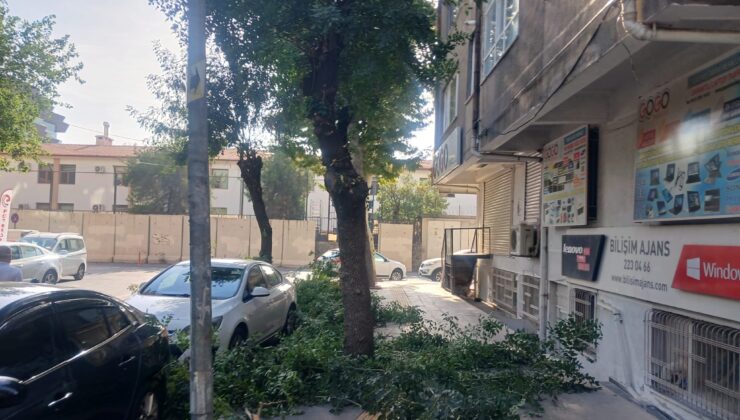 Diyarbakır’da ağaç budama mevsimi geldi