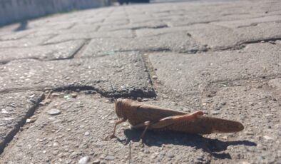 Diyarbakır’da kış ortasında görülen çekirgeler şaşırttı