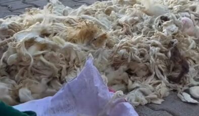 Diyarbakır’da yüne ilgi başladı
