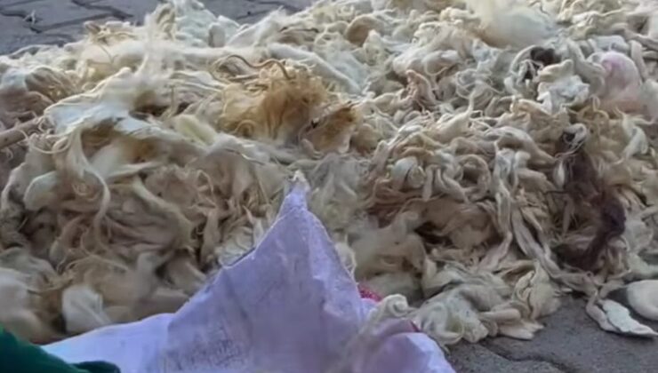 Diyarbakır’da yüne ilgi başladı