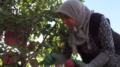 Yahyalı elması yöre kadınının elinden dünya pazarına açılıyor