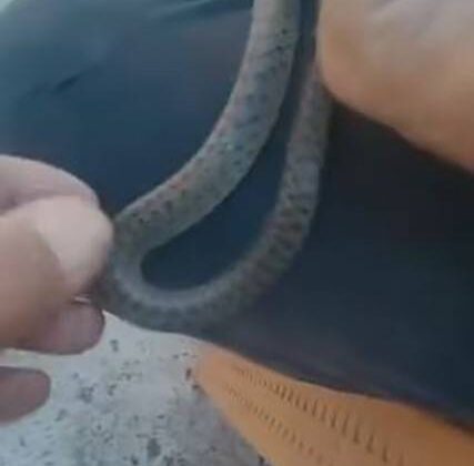Yılanı dizine koyup torunlarına sevdirdi