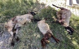 Yüksekova’da başıboş köpekler 6 koyunu telef etti