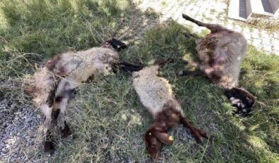 Yüksekova’da başıboş köpekler 6 koyunu telef etti