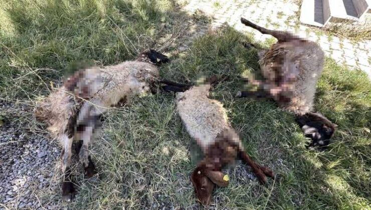 Yüksekova’da başıboş köpekler 6 koyunu telef etti
