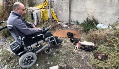 Yüksekova’da başıboş köpekler engelli vatandaşa ait tavukları telef etti