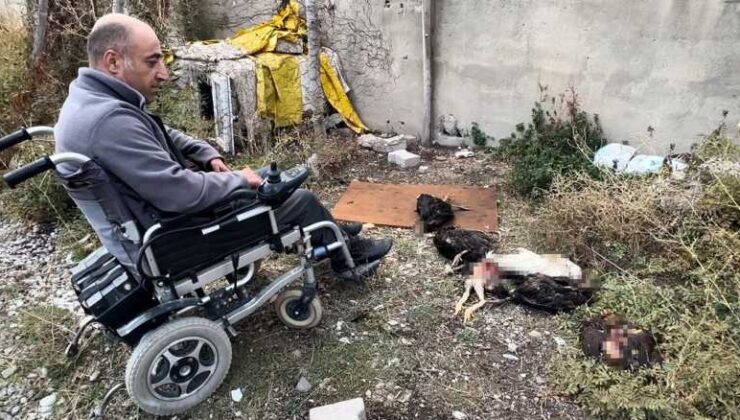 Yüksekova’da başıboş köpekler engelli vatandaşa ait tavukları telef etti