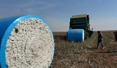 Bismil ovasındaki pamuklar tarlada paketlendi