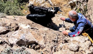 Dicle İlçesinde mahsur kalan keçiler  kurtarıldı