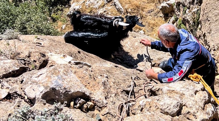 Dicle İlçesinde mahsur kalan keçiler  kurtarıldı