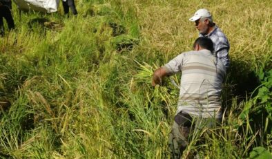 Gercüş’te imece usulü orakla pirinç hasadı