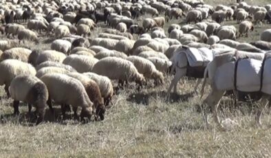 Kulp İlçesinde göçerler dönüş yolculuğuna başladı