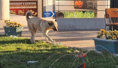 Diyarbakır’da sokak köpekleri künyeleniyor