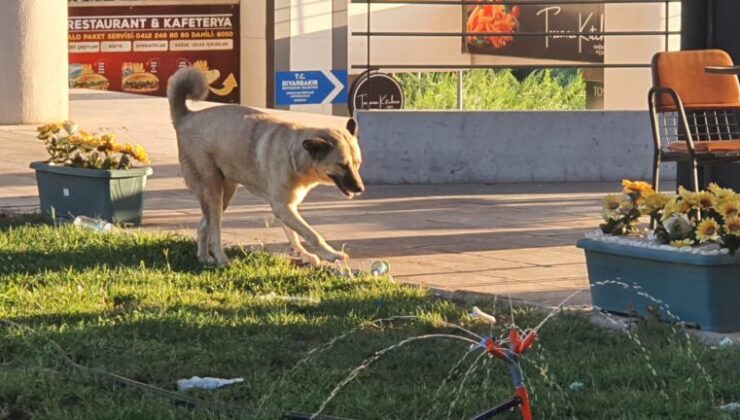 Diyarbakır’da sokak köpekleri künyeleniyor