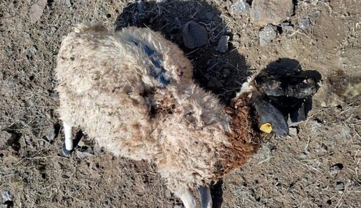 Tunceli’de kurtlar sürüye saldırdı