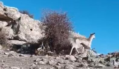 Mardin’de ceylan görüntülendi