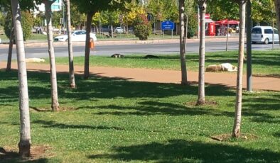 Başıboş sokak köpeği sorunu devam ediyor