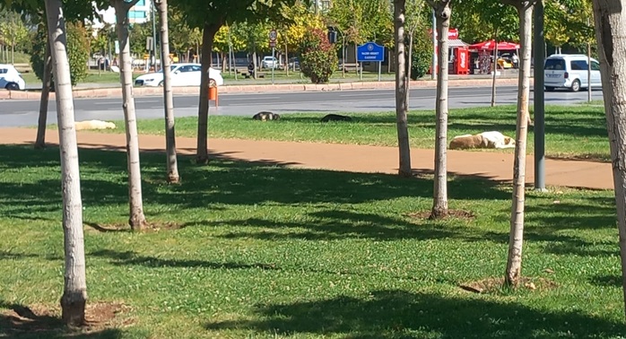 Başıboş sokak köpeği sorunu devam ediyor