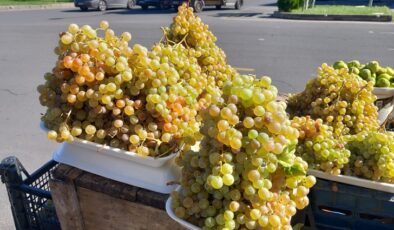 Soğuklar şire üzümü vurdu kilogramı yüz liraya çıktı