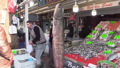 Amasya’da 2 metre uzunluğunda 50 kilogramlık yayın balığı avlandı