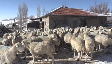 Karaman’da 415 koyun telef oldu, çobanlar ölümden döndü
