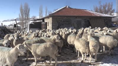 Karaman’da 415 koyun telef oldu, çobanlar ölümden döndü