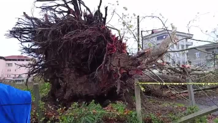 650 yıllık anıt ağaç şiddetli rüzgara dayanamadı