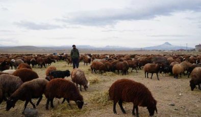 8 aylık yayla yolculuğu sonrası sürüler Iğdır’a döndü