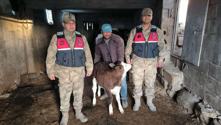 Kaybolan buzağı jandarma tarafından bulundu