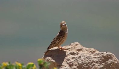 Nemrut Kalderası: Yüzlerce canlıya doğal yaşam alanı