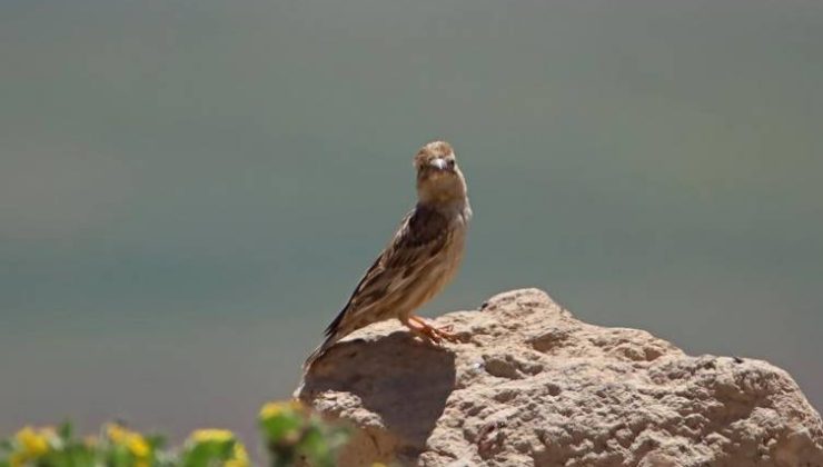 Nemrut Kalderası: Yüzlerce canlıya doğal yaşam alanı