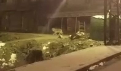 Aç kalan kurt Hakkari şehir merkezine indi