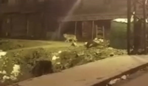 Aç kalan kurt Hakkari şehir merkezine indi