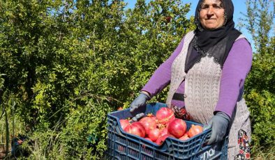 Adıyaman’da 20 bin dekar alanda üretilen narda hasat dönemi