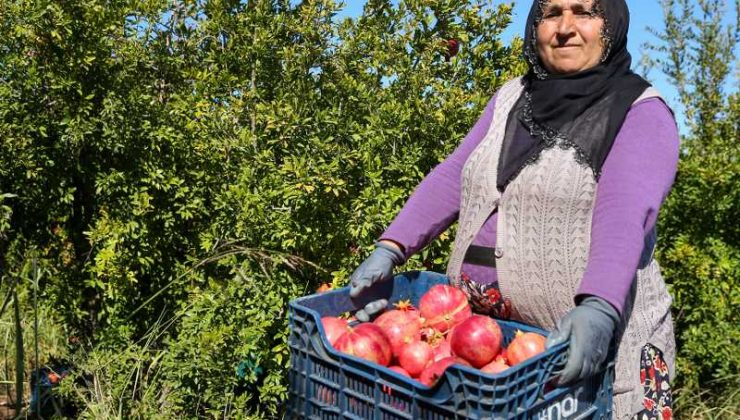 Adıyaman’da 20 bin dekar alanda üretilen narda hasat dönemi