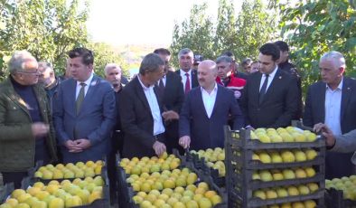 Adıyaman’da Trabzon hurmasından 13 bin ton rekolte bekleniyor