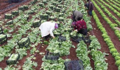 Adıyaman’da çiftçiler tütüne alternatifle yılda 3 ürün elde edecek