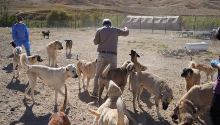 Adıyaman’da sokak hayvanları için yüksek teknoloji bakımı