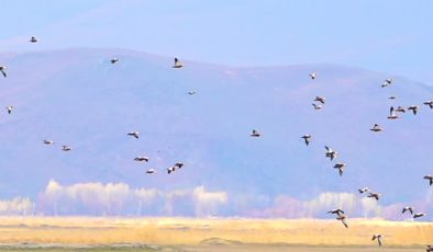 Ağrı’da angut kuşları sulak alanda beslenirken görüntülendi