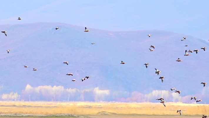 Ağrı’da angut kuşları sulak alanda beslenirken görüntülendi