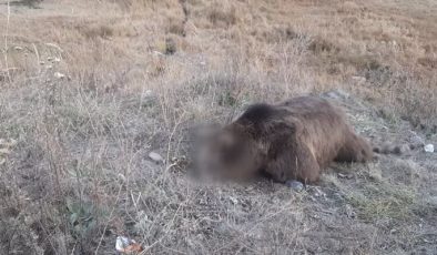 Aracın çarptığı bozayı öldü